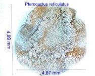 Pterocactus reticulatus JM.jpg